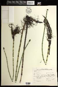 Equisetum fluviatile image