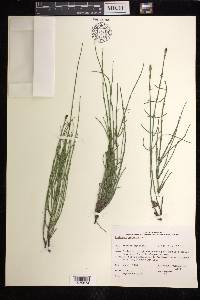 Equisetum palustre image