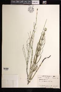 Equisetum palustre image