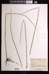 Equisetum fluviatile image