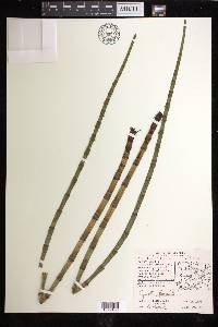 Equisetum fluviatile image