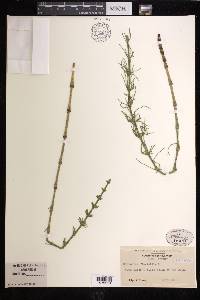 Equisetum fluviatile image