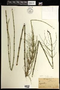 Equisetum fluviatile image