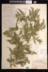 Selaginella willdenowii image