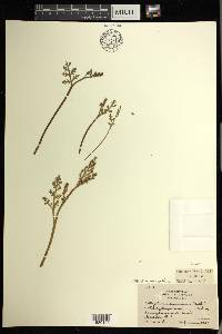 Botrychium matricariifolium image