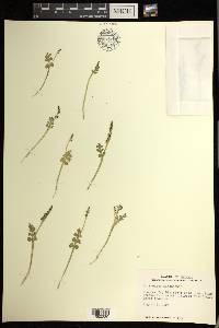 Botrychium minganense image