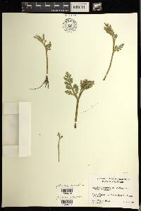 Botrychium matricariifolium image