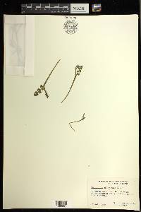 Botrychium minganense image