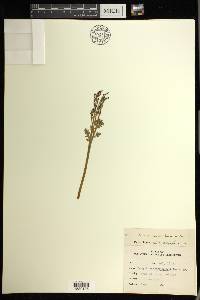 Botrychium matricariifolium image