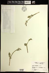 Botrychium minganense image