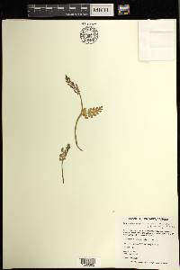 Botrychium pseudopinnatum image