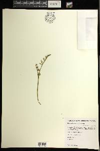 Botrychium lunaria image