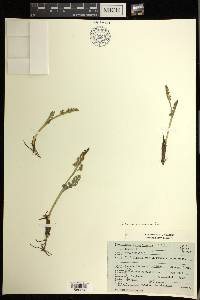 Botrychium minganense image