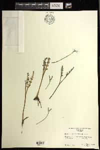 Botrychium paradoxum image