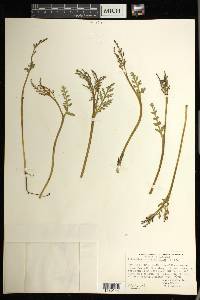 Botrychium matricariifolium image