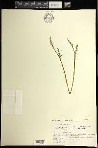 Botrychium matricariifolium image