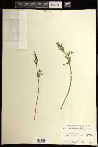 Botrychium matricariifolium image