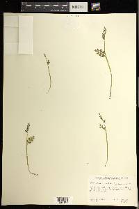 Botrychium matricariifolium image