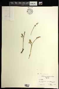 Botrychium minganense image