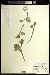 Botrychium matricariifolium image