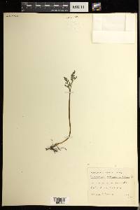 Botrychium matricariifolium image