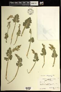 Botrychium pinnatum image