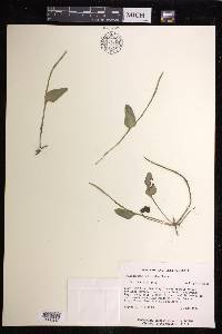 Ophioglossum petiolatum image