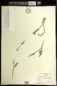 Botrychium minganense image