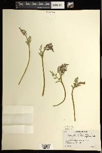 Botrychium matricariifolium image