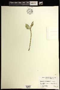 Botrychium pseudopinnatum image