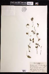 Ophioglossum crotalophoroides image