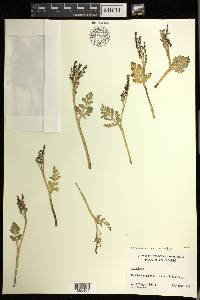 Botrychium matricariifolium image