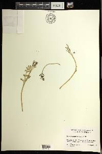 Botrychium matricariifolium image