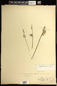 Botrychium matricariifolium image