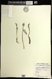 Botrychium matricariifolium image