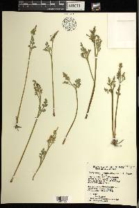 Botrychium matricariifolium image