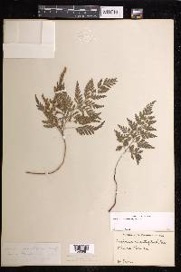 Anemia adiantifolia image