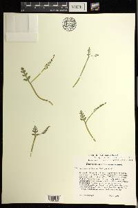 Botrychium matricariifolium image