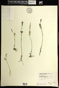 Botrychium matricariifolium image