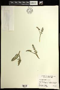 Botrychium minganense image