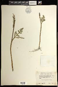 Botrychium matricariifolium image