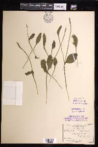 Ophioglossum pusillum image