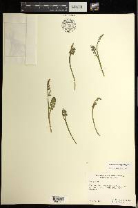 Botrychium minganense image