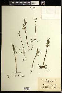 Botrychium matricariifolium image