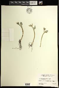 Botrychium matricariifolium image