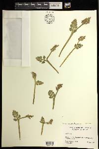 Botrychium pseudopinnatum image
