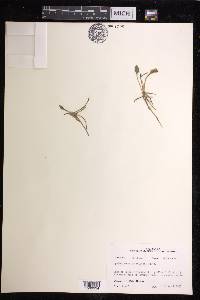 Ophioglossum petiolatum image