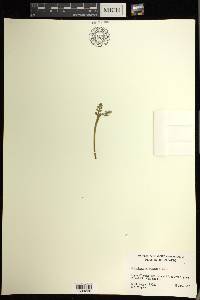 Botrychium minganense image