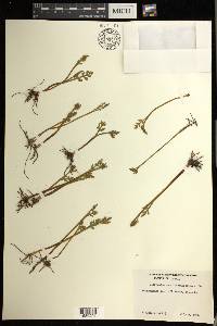 Botrychium matricariifolium image