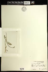 Botrychium minganense image